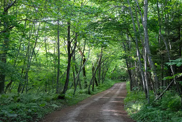 青葉公園　鬱蒼とした森林