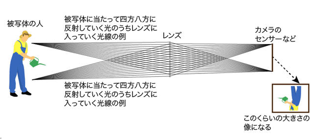 焦点距離の長いレンズで被写体を見たときにカメラのセンサーなどに結ばれる像の大きさの例